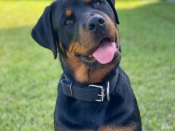 tyson 7